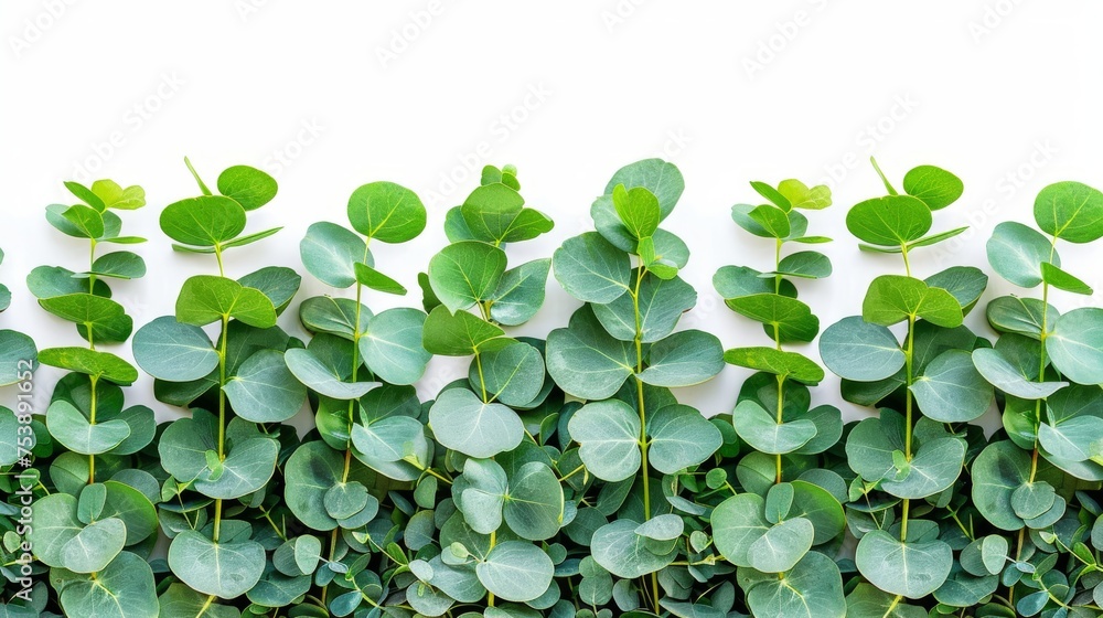 a close up of a bunch of green leaves on a white wall with a white wall in the back ground. a close up of a bunch of green leaves on a white wall with a white wall in the back ground.