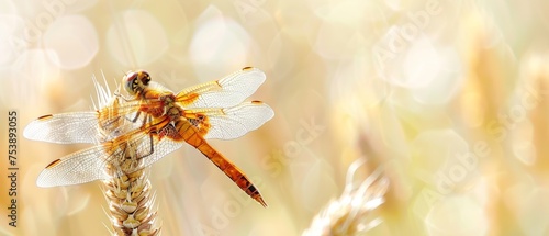  a close up of a dragonfly sitting on top of a stalk of oats in front of a blurry background.