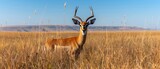  a gazelle standing in the middle of a field of tall grass with mountains in the distance in the background.