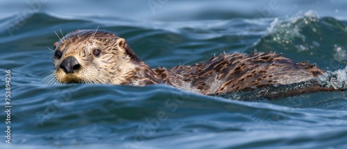  a close up of a sea otter swimming in a body of water with its head above the water's surface.