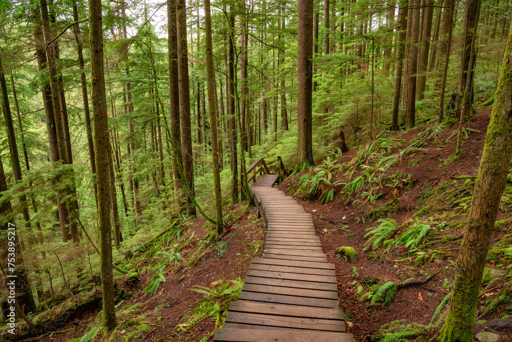 Wooden pathway in lush green rain forest. Wooden pathway in lush green rain forest.