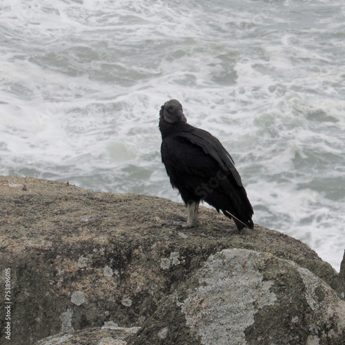 vulture on the rock - Coragyps atratus photo