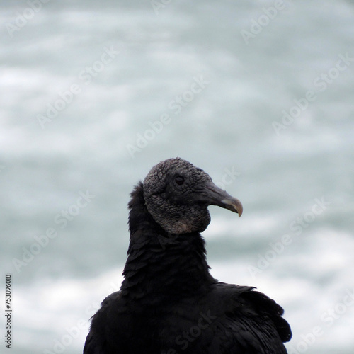 close up of a black bird - Coragyps atratus photo