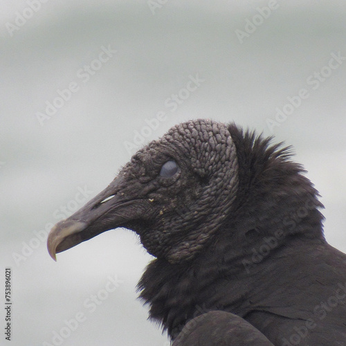 close up of a vulture - Coragyps atratus photo