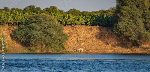 river bank along the Nile River with banana plantation above the bank and a donkey on the shore 

