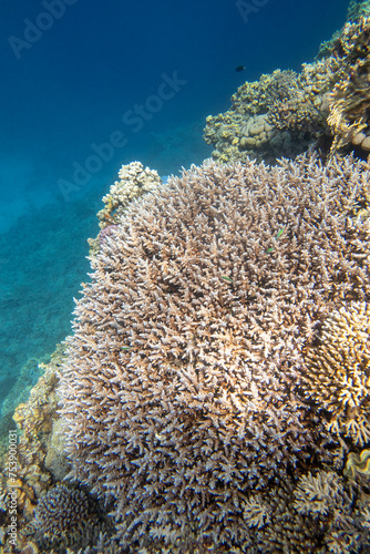 Colorful, picturesque coral reef at bottom of tropical sea, great acropora coral, underwater landscape