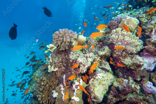 Fototapeta Naklejka Na Ścianę i Meble -  Colorful, picturesque coral reef at the bottom of tropical sea, hard corals and fishes Anthias, underwater landscape