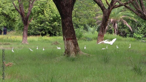 Egret Feeding Flock at green grass wetlands. photo