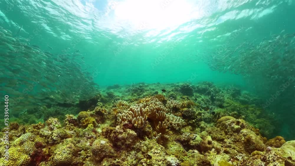 Underwater scene of school of sardines and tropical corals. Underwater scene of school of sardines and tropical corals.