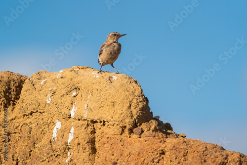 Northern Wheatear Perched On An Adobe Wall   photo