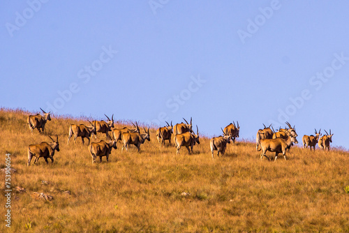 An eland herd, Taurotragus oryx, against the pale blue-sky walking over a mountain ride in the Drakensberg mountains of South Africa photo