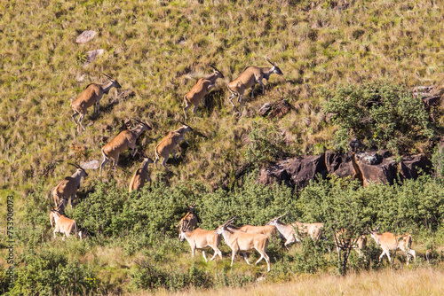 A herd of common eland, Taurotragus oryx, climbing up the steep grassland slopes in Afrromontane grasslands in the Drakensberg mountains of South Africa