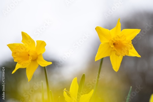 Yellow narcissus flowers blooming. Narcissus minor. Lesser daffodil. Least daffodil. photo