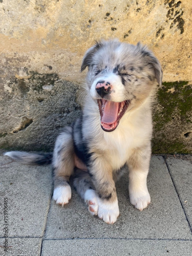 Happy Australian Shepherd puppy  photo