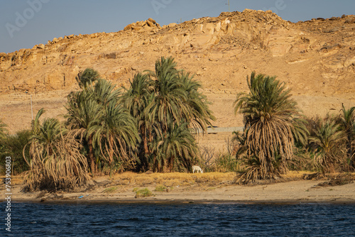 river bank along the Nile River 
