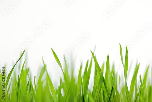 grass is on a white background