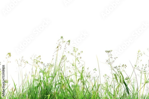 grass is on a white background