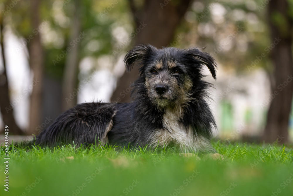 Beautiful black dog lying on green grass, Stock Photo