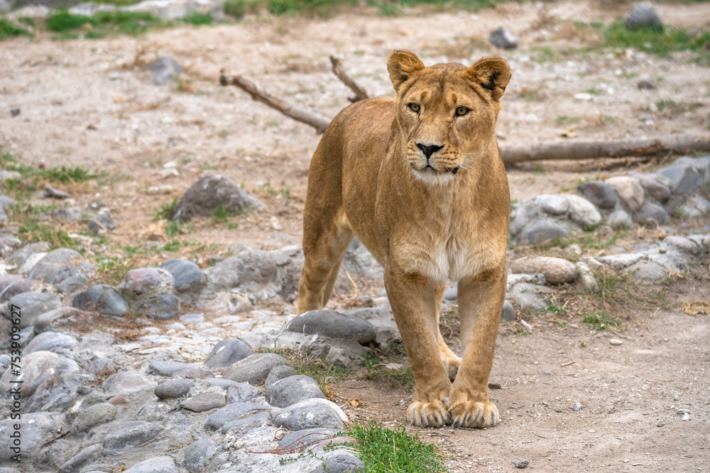 Fototapeta premium Lioness in all her beauty in nature, stock image