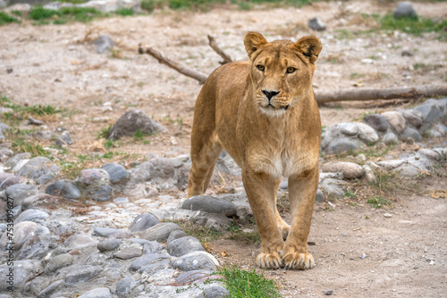 Lioness in all her beauty in nature  stock image