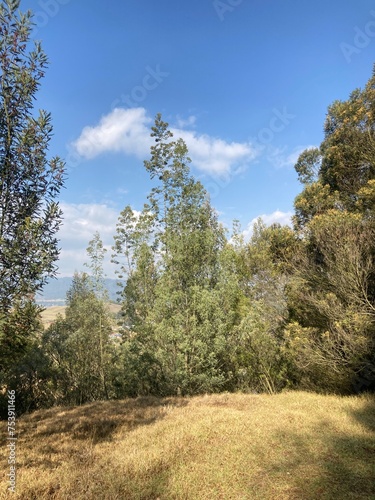 Wallpaper Mural Bosque con cielo azul hermoso Torontodigital.ca