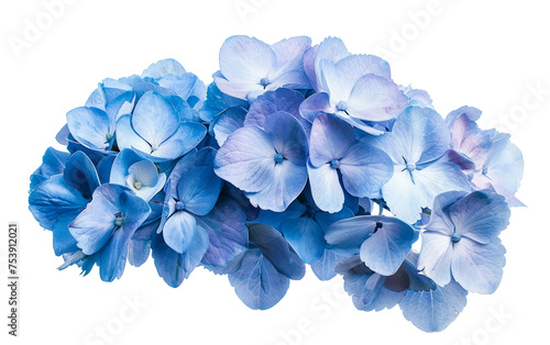 Clustered Blooms of Blue Hydrangea Isolated on Transparent Background PNG.