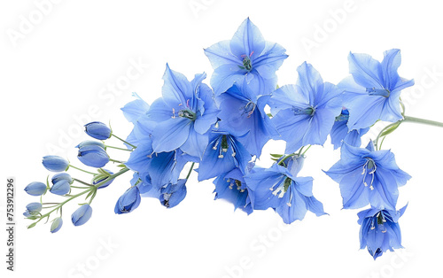 Tall Spikes of Delphinium Blooms Isolated on Transparent Background PNG. photo