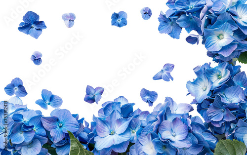 Blue Hydrangea Abundant Clusters Keywords: Isolated on Transparent Background PNG.