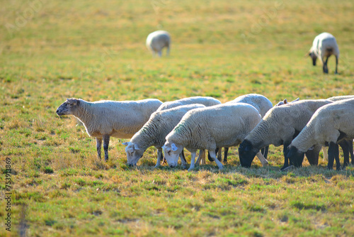 Herd of Sheep Feeding  4K Ultra HD Image