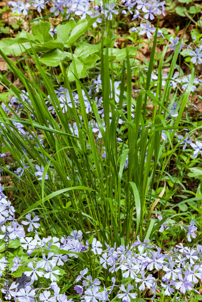 Fototapeta premium Phlox and Mayapple at White Oak Sink in the Spring