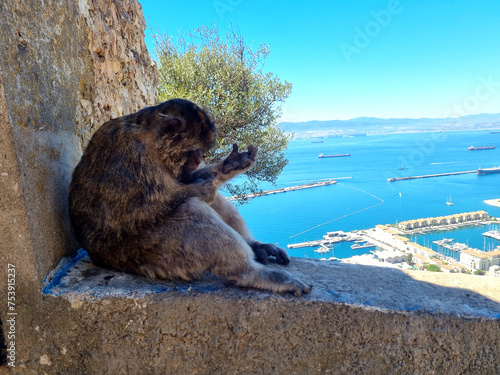 A monkey cleaning itself on the rock of Gibraltar