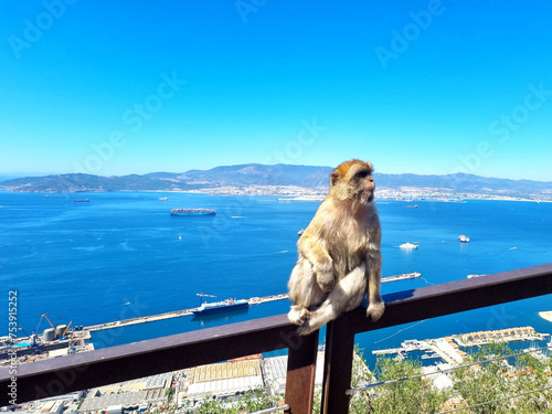 A monkey posing on the mountain of Gibraltar © Bela Art