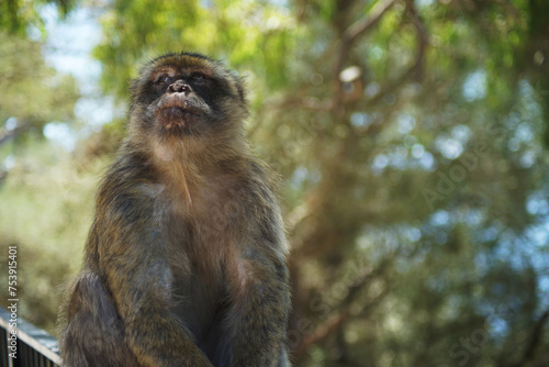 monkey with tree in the background