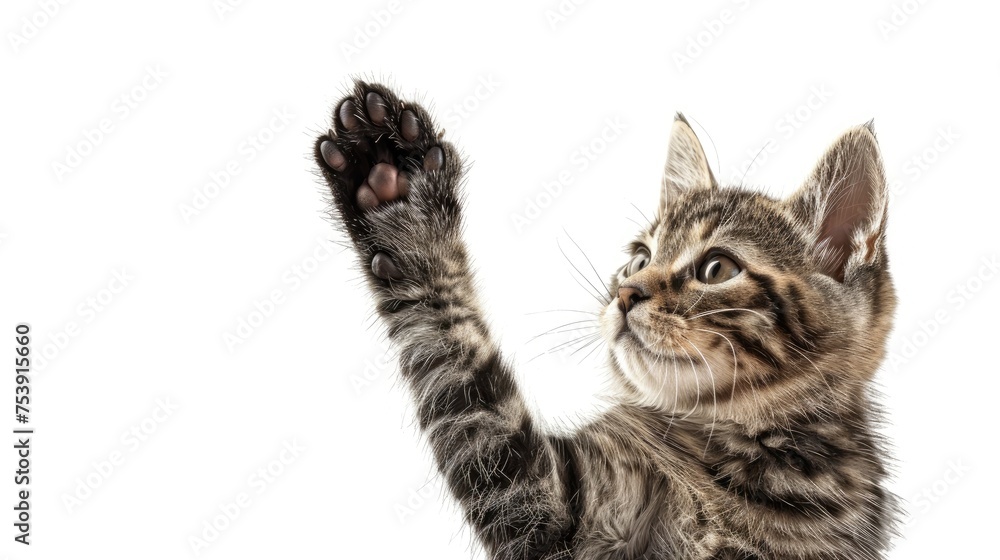 Fototapeta premium Cat Giving High Five, Isolated On White