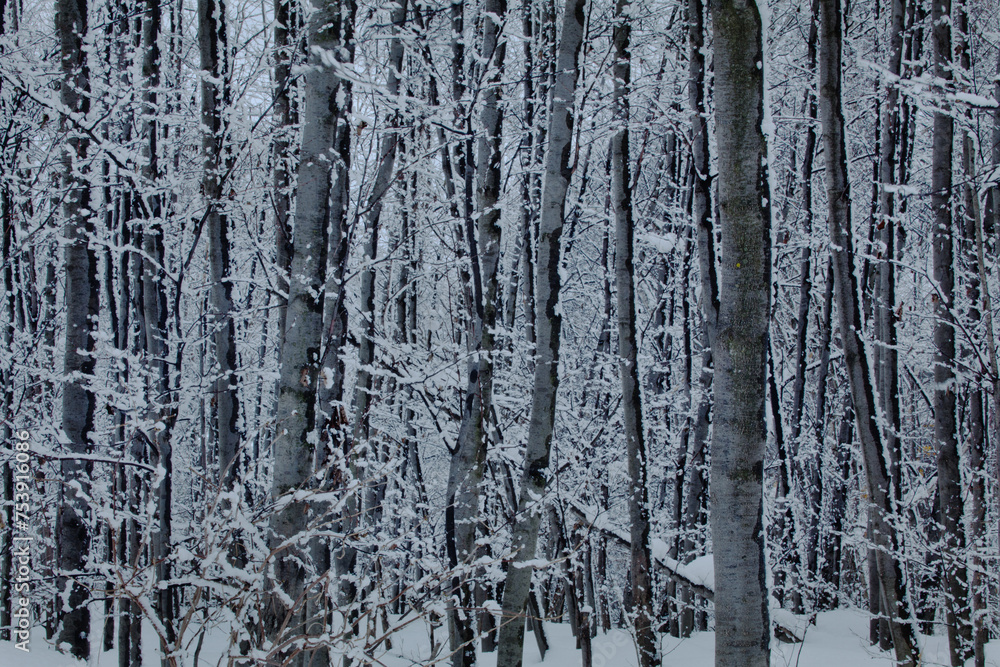 Obraz premium 雪国の冬の風景