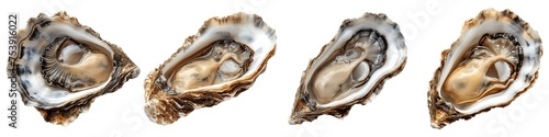 Set of oysters isolated on transparent background
