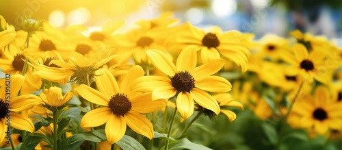 A field of bright yellow Rudbeckia fulgida flowers stretches out with the glowing sun setting in the background. The blossoms are illuminated by the warm sunlight against a nature-themed backdrop. © 2rogan