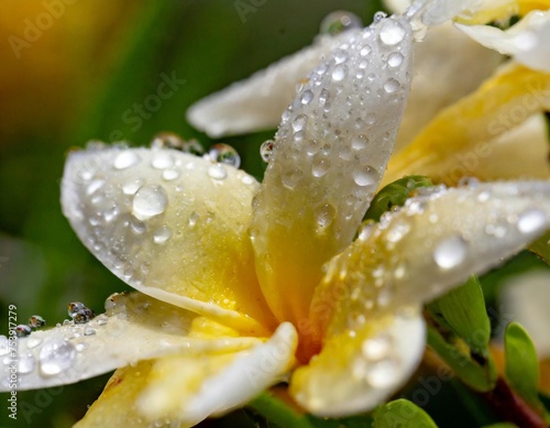 magic water drops on flowers in amazing colors