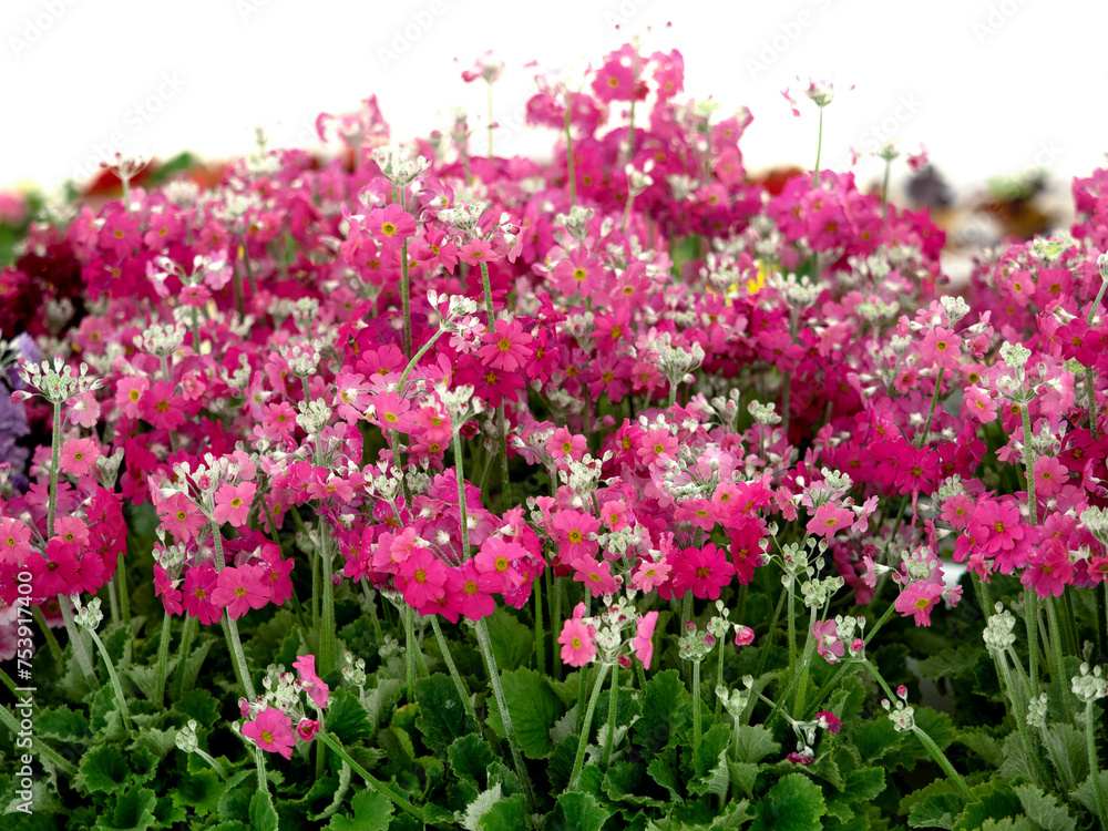 プリムラ・マラコイデスの花苗