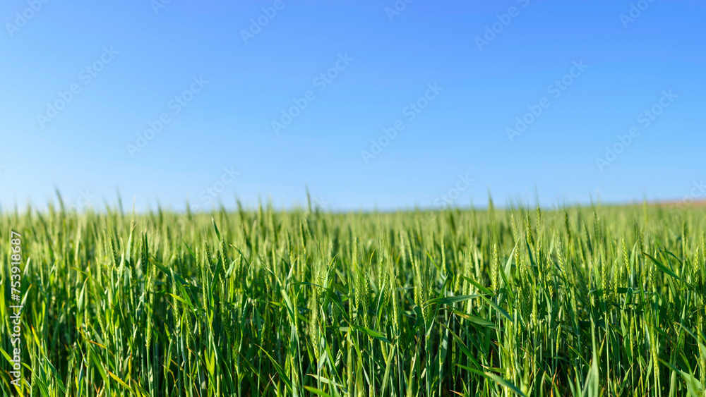 Idyllic Countryside: 4K Ultra HD Image of Spring Wheat Field under Cloudy Sky Idyllic Countryside: 4K Ultra HD Image of Spring Wheat Field under Cloudy Sky
