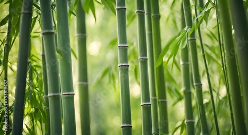 Close-Up of Bamboo Forest Trees and Leaves: Tranquil Natural Background, Serene Environment photo