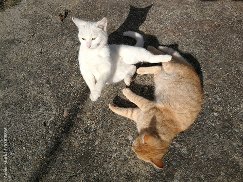 Two cats  photo