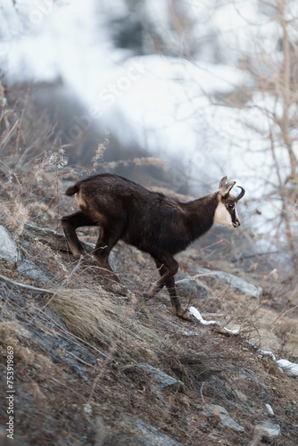 Chamois Rupicapra in the alps photo