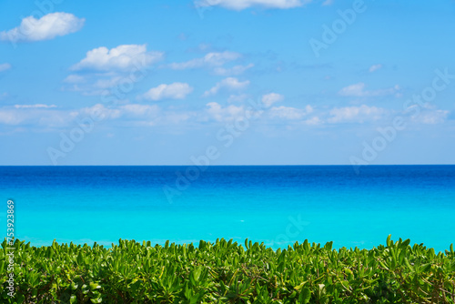 landscape of Caribbean sea surface and plant