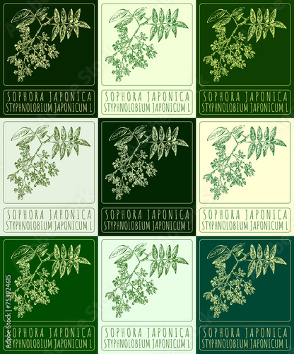 Set of drawing SOPHORA JAPONICA in various colors. Hand drawn illustration. The Latin name is STYPHNOLOBIUM JAPONICUM L.