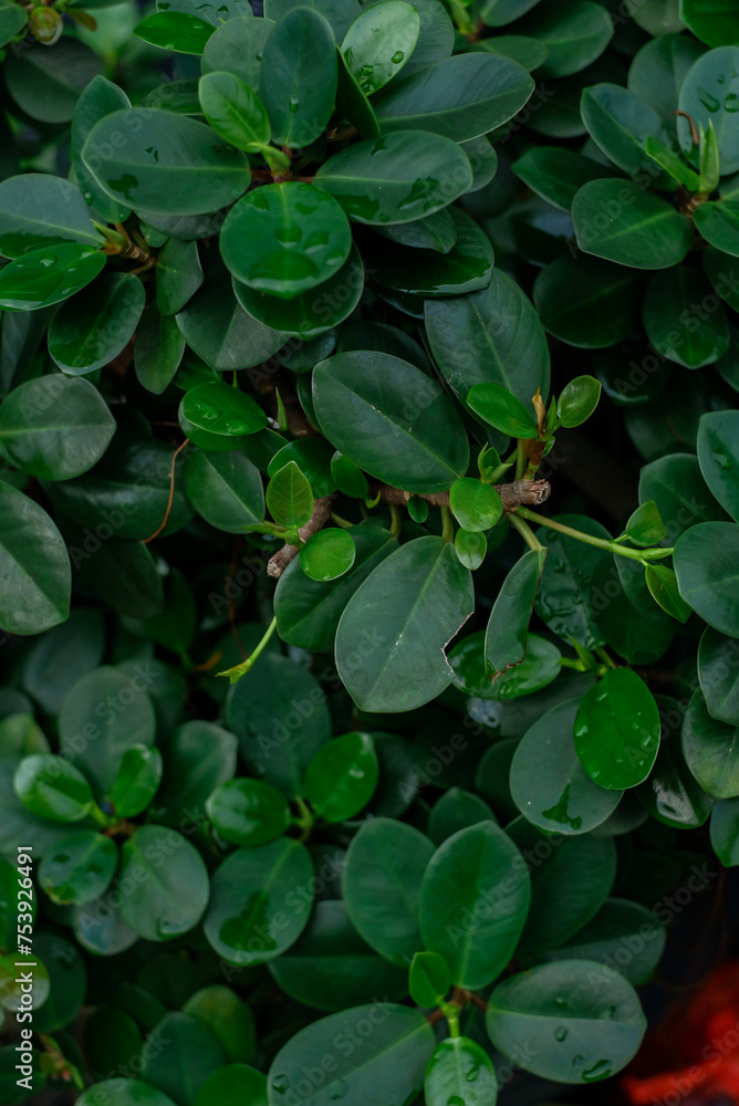 fresh green leaves background. fresh green leaves background.
