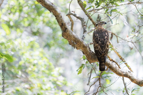 A Crested Serpent Eagle perched on a tree branch photo