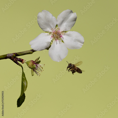 Bee flying to calyx below flower photo