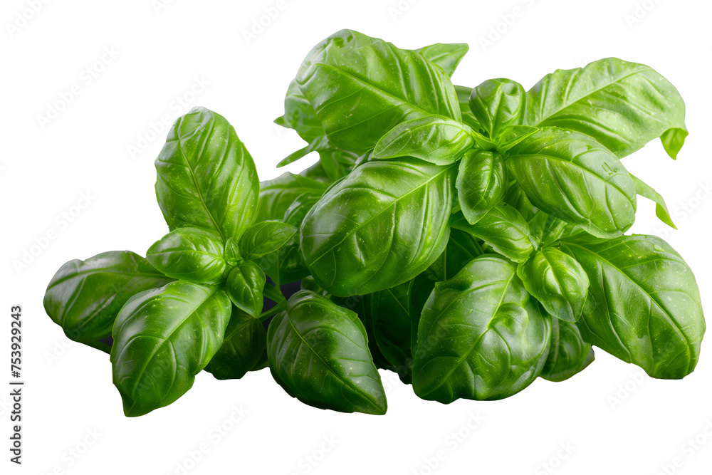 A bunch of green leaves of basil A bunch of green leaves of basil