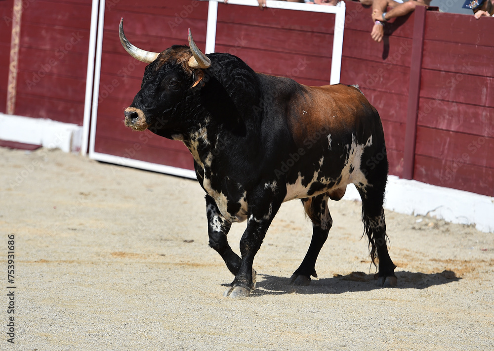 spanish bull with big horns in the bullring arena spanish bull with big horns in the bullring arena